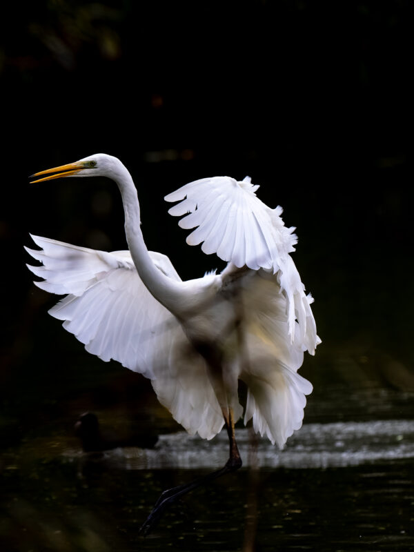 Agrandir l'image A la recherche des grands oiseaux blancs (image 11)