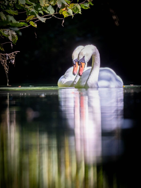 Agrandir l'image A la recherche des grands oiseaux blancs (image 8)
