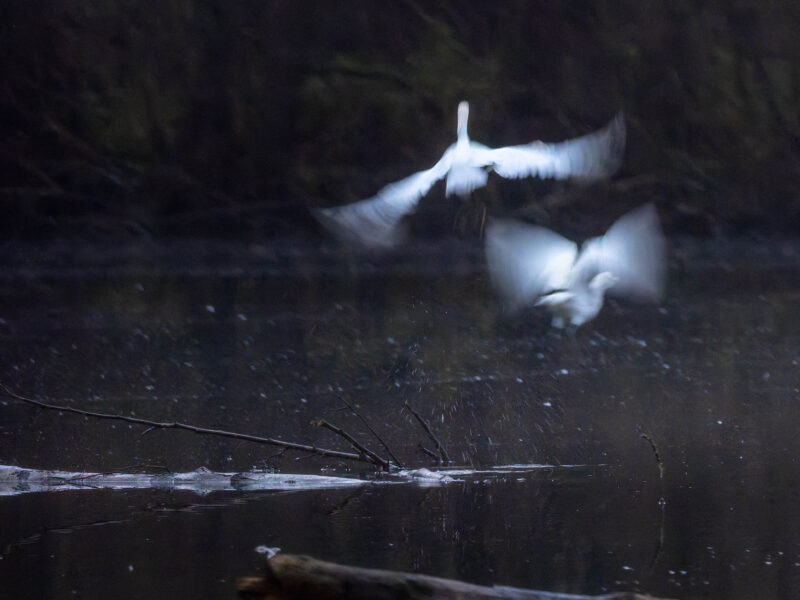 Agrandir l'image A la recherche des grands oiseaux blancs (image 6)