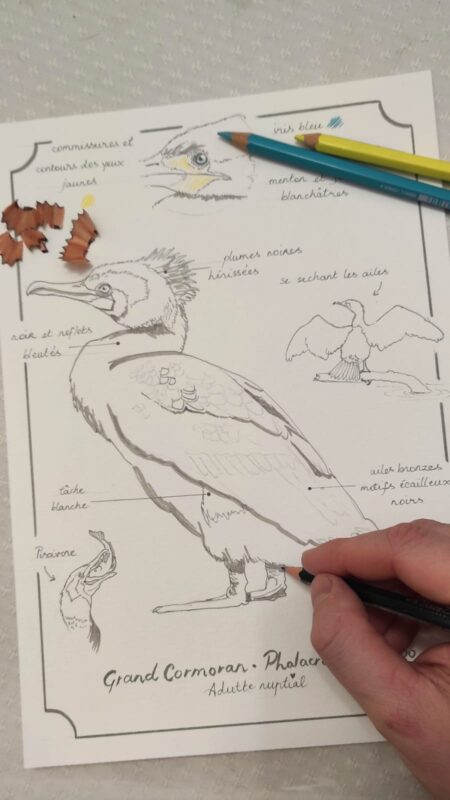 Agrandir l'image Illustration naturaliste : réalisez votre planche d'ornithologie (image 2)