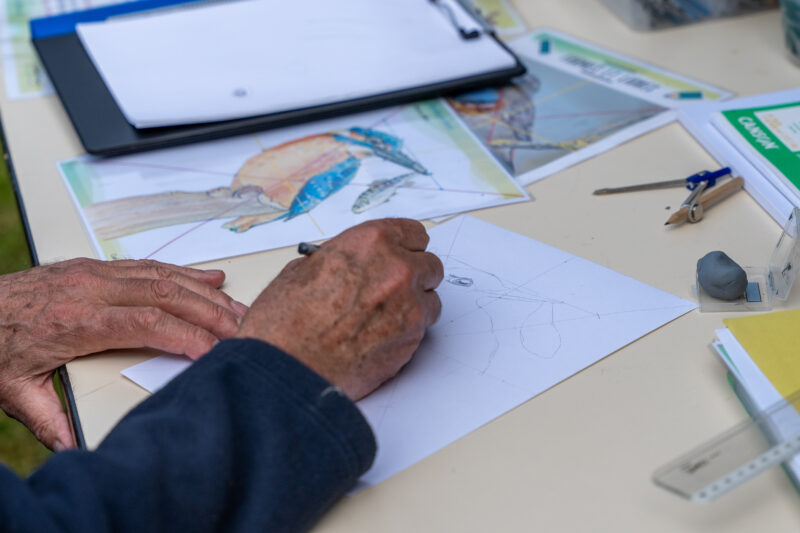 Agrandir l'image Illustration naturaliste : réalisez votre planche d'ornithologie (image 3)