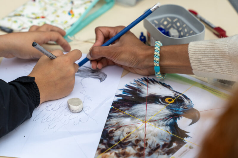 Agrandir l'image Illustration naturaliste : réalisez votre planche d'ornithologie (image 4)