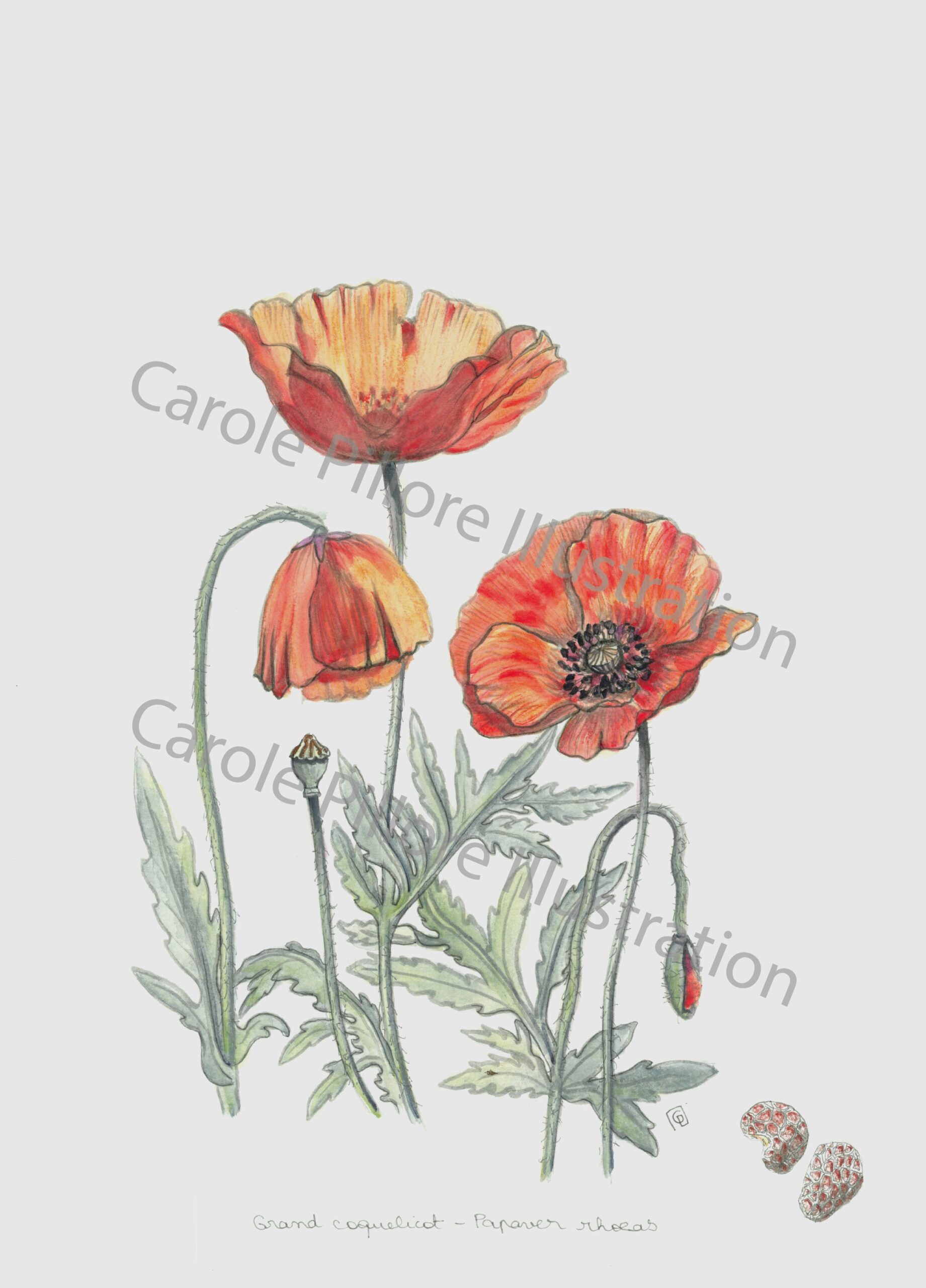 Agrandir l'image Illustration naturaliste : réalisez votre planche botanique (image 1)