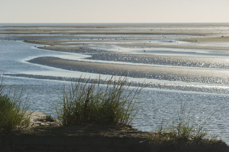 Agrandir l'image Aventure photo unique en baie de Somme (image 9)