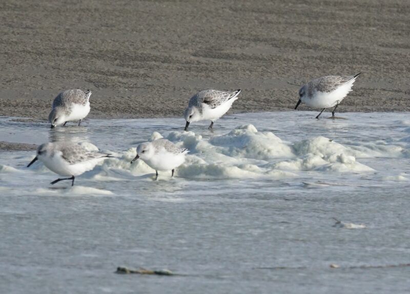 Agrandir l'image Les voyageurs du Grand Nord (image 6)