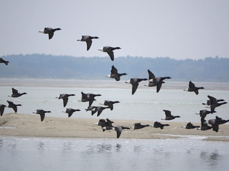 Agrandir l'image Les voyageurs du Grand Nord (image 7)