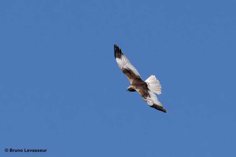 Agrandir l'image Avifaune paludicole et roselières au marais du Pendé (image 4)