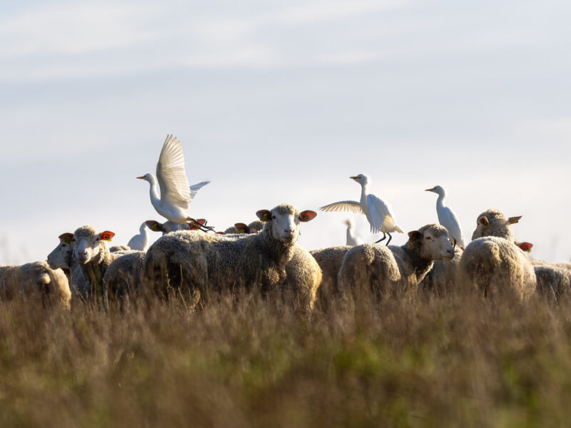 Agrandir l'image A la recherche des grands oiseaux blancs (image 12)