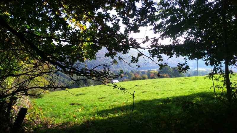 Agrandir l'image Oiseau Faisant, au fil de l'eau et du silence (image 2)