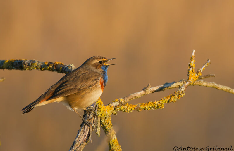 Agrandir l'image Avifaune paludicole et roselières au marais du Pendé (image 2)