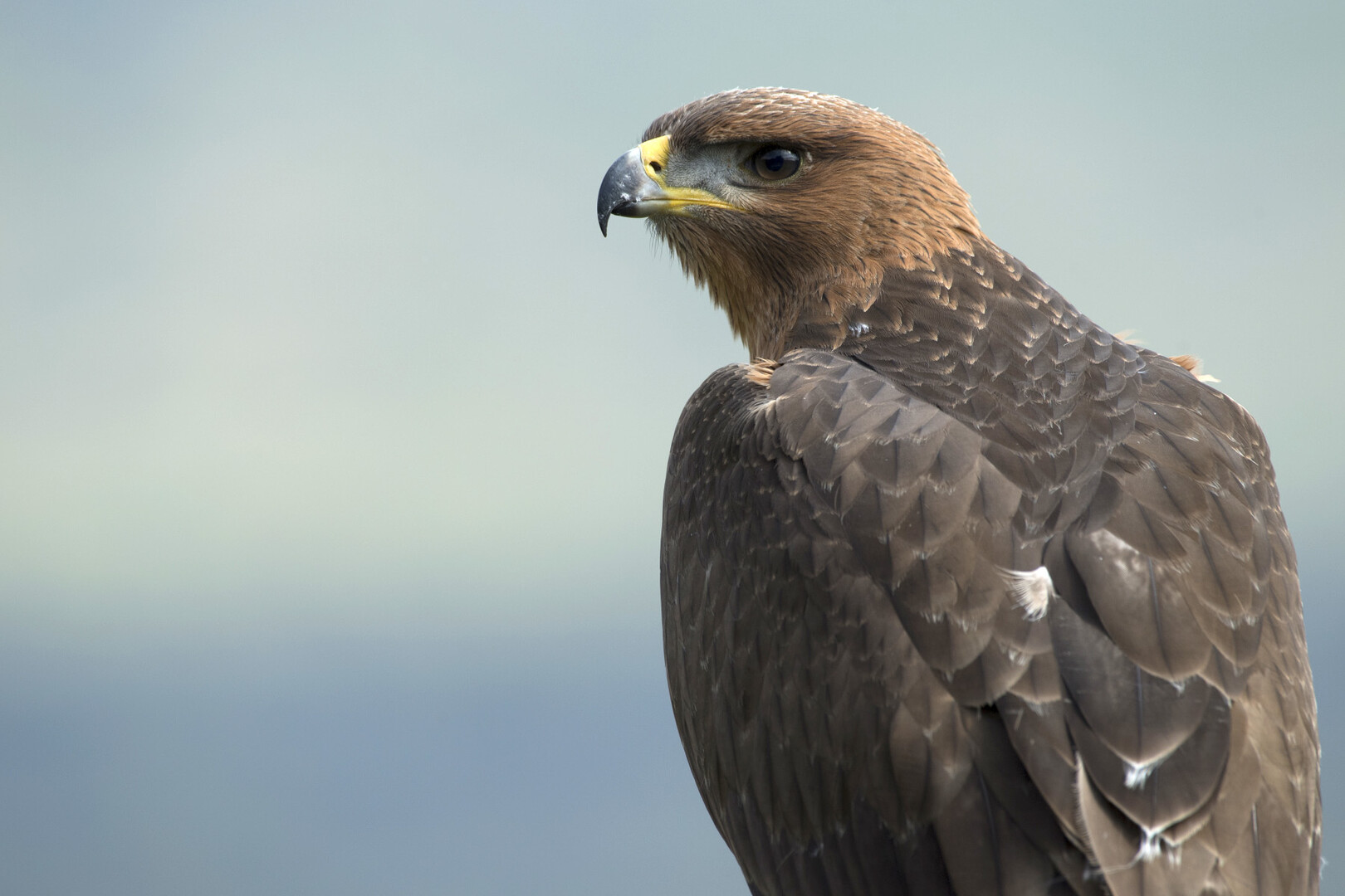 Aigle de Bonelli, le prince des garrigues - Festival de l'oiseau et de ...