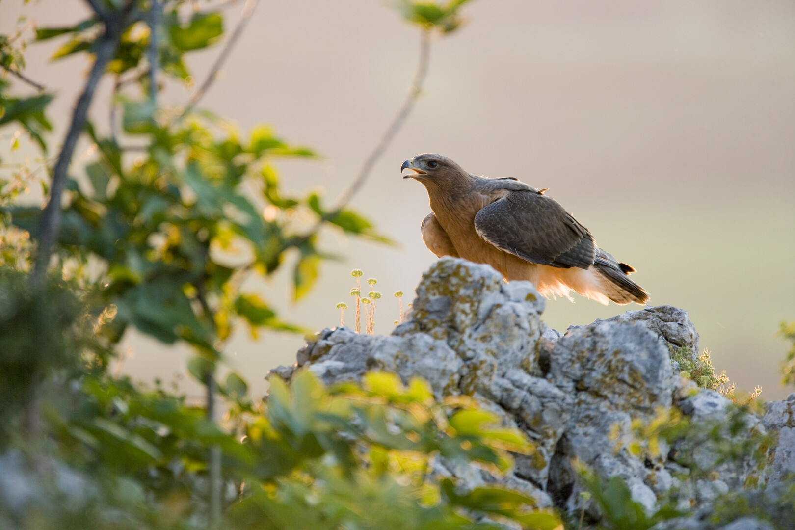 Aigle de Bonelli, le prince des garrigues - Festival de l'oiseau et de ...
