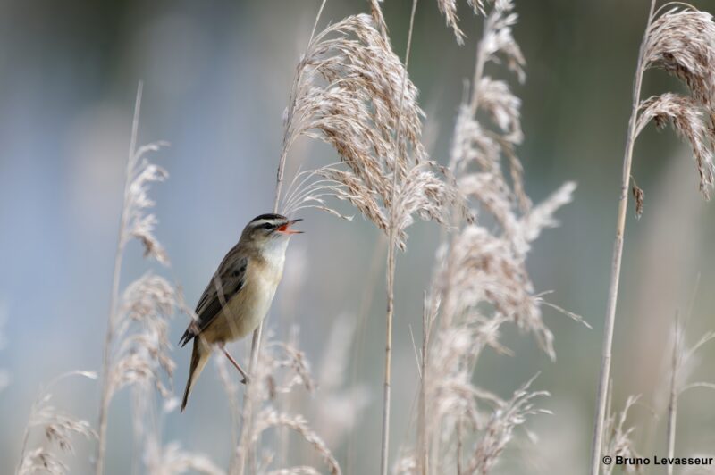 Agrandir l'image Avifaune paludicole et roselières au marais du Pendé (image 7)