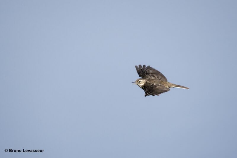 Agrandir l'image Passereaux, échassiers et rapaces : le spectacle du ciel (image 2)