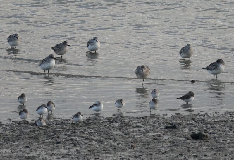 Agrandir l'image Les voyageurs du Grand Nord (image 8)