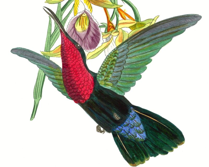 Agrandir l'image Les Planches Ornithologiques de Reichenbach (image 6)