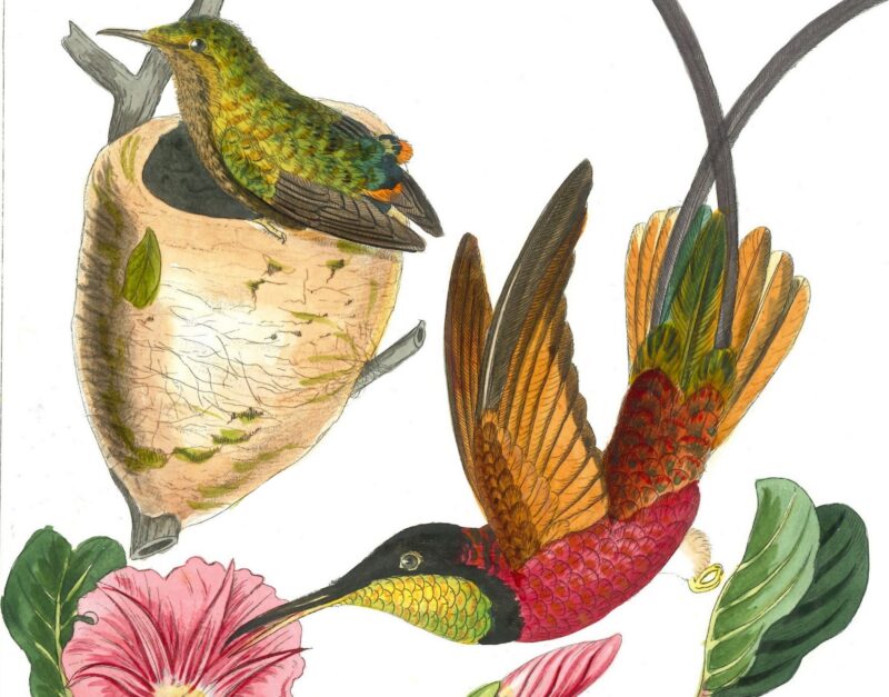 Agrandir l'image Les Planches Ornithologiques de Reichenbach (image 5)