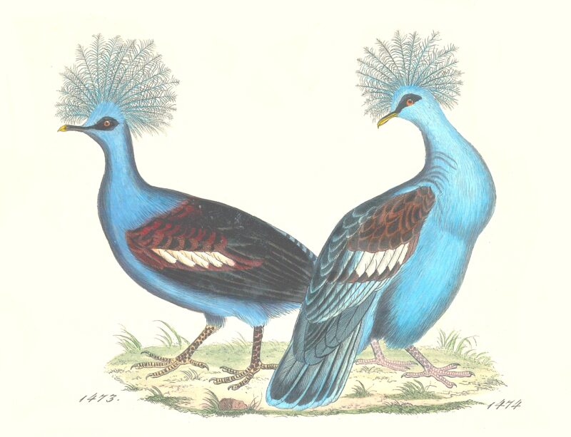 Agrandir l'image Les Planches Ornithologiques de Reichenbach (image 4)