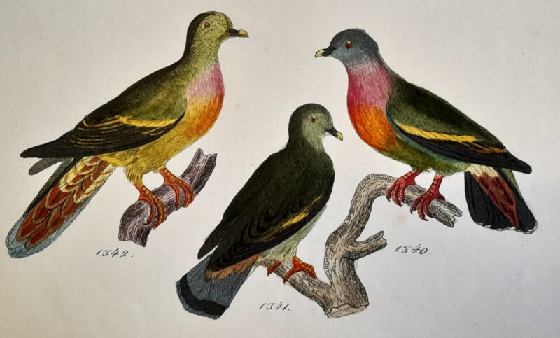 Agrandir l'image Les Planches Ornithologiques de Reichenbach (image 2)