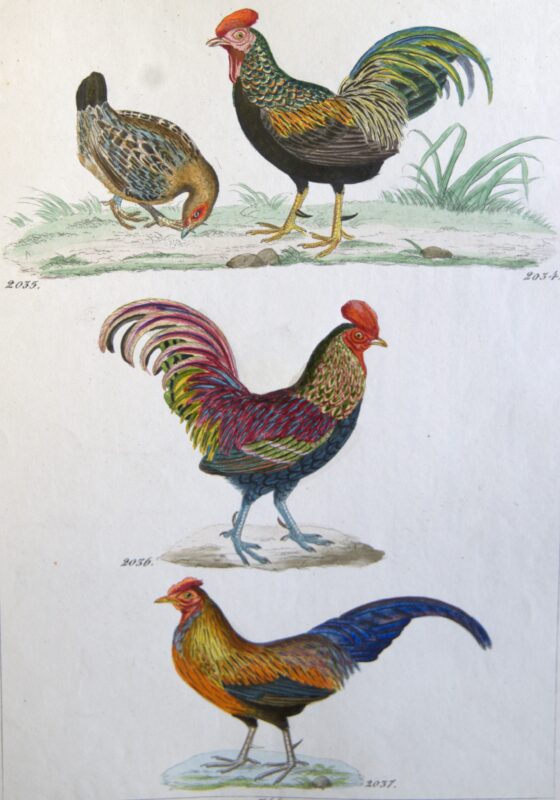 Agrandir l'image Les Planches Ornithologiques de Reichenbach (image 3)