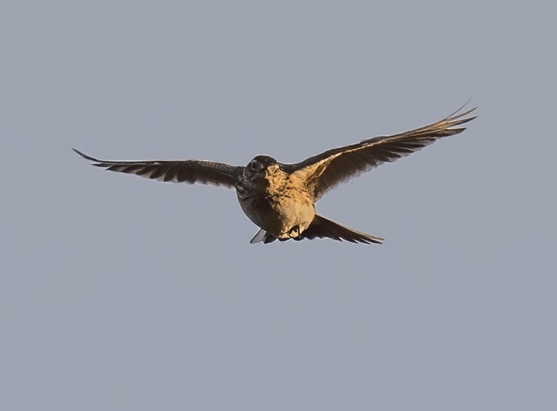 Agrandir l'image Alouette Gentille Alouette (image 2)