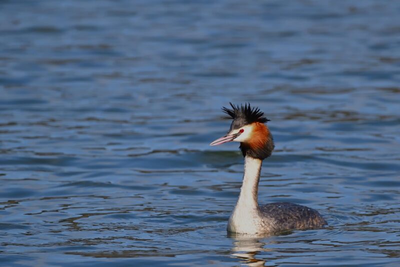 Agrandir l'image Les oiseaux des étangs de Clery-sur-Somme (image 2)