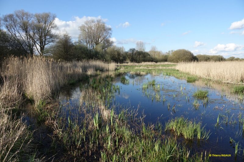 Agrandir l'image Avifaune paludicole et roselières au marais du Pendé (image 6)