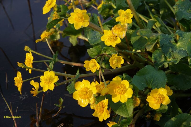 Agrandir l'image Avifaune paludicole et roselières au marais du Pendé (image 3)