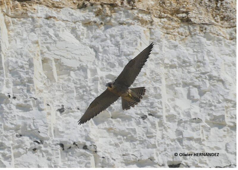 Agrandir l'image Passereaux, échassiers et rapaces : le spectacle du ciel (image 3)