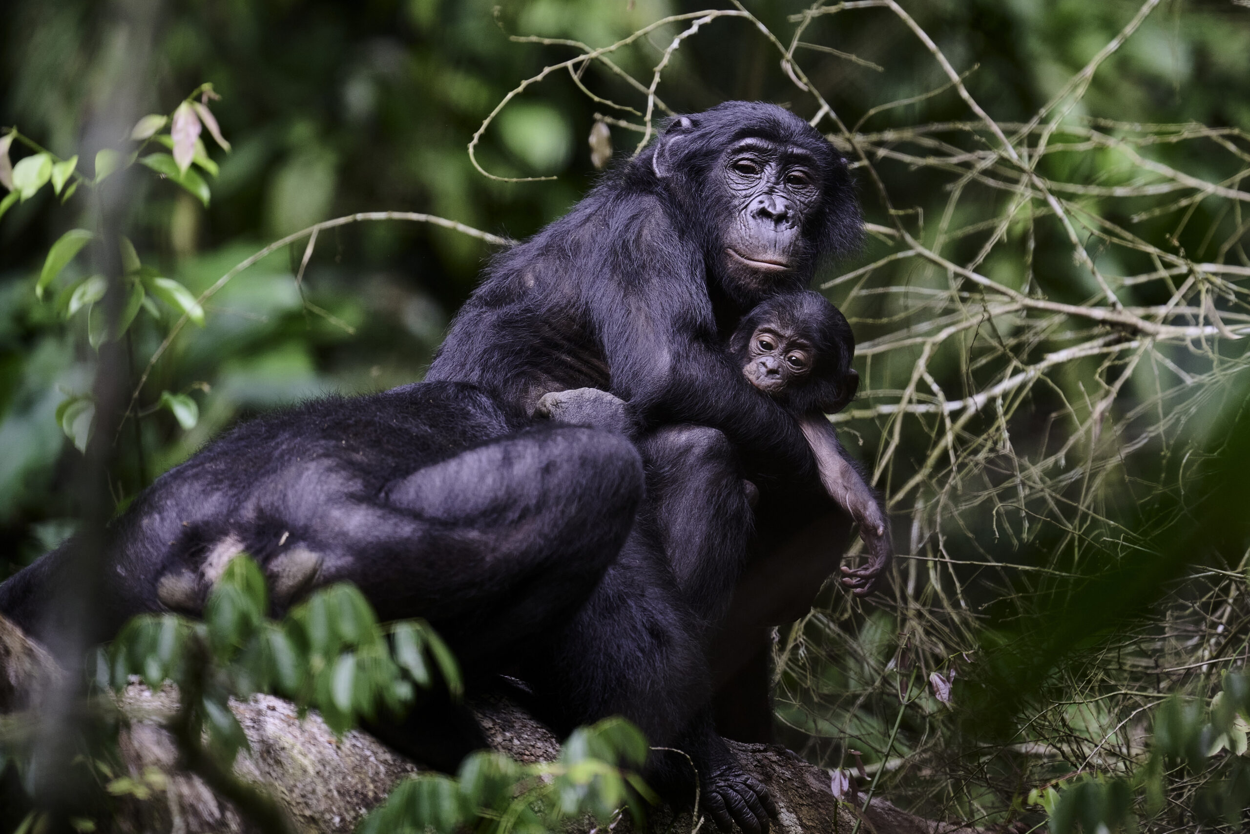 Les bonobos de Bolobo - Festival de l'oiseau et de la nature