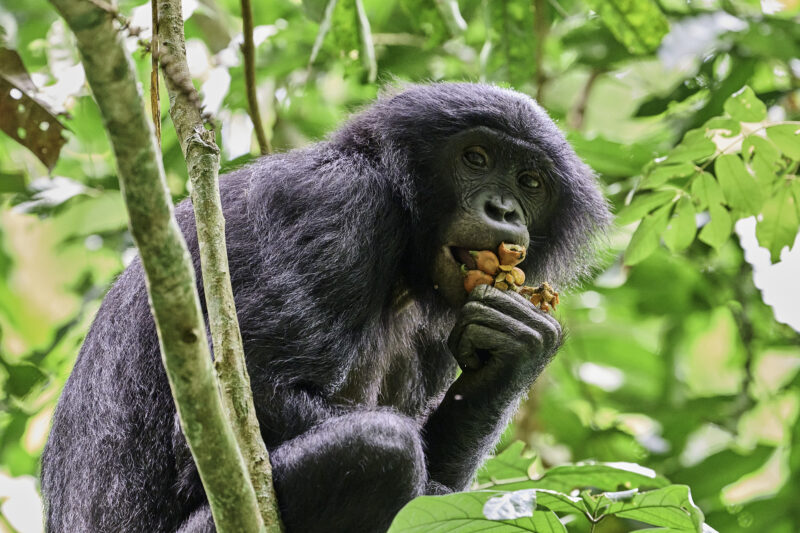 Les bonobos de Bolobo - Festival de l'oiseau et de la nature