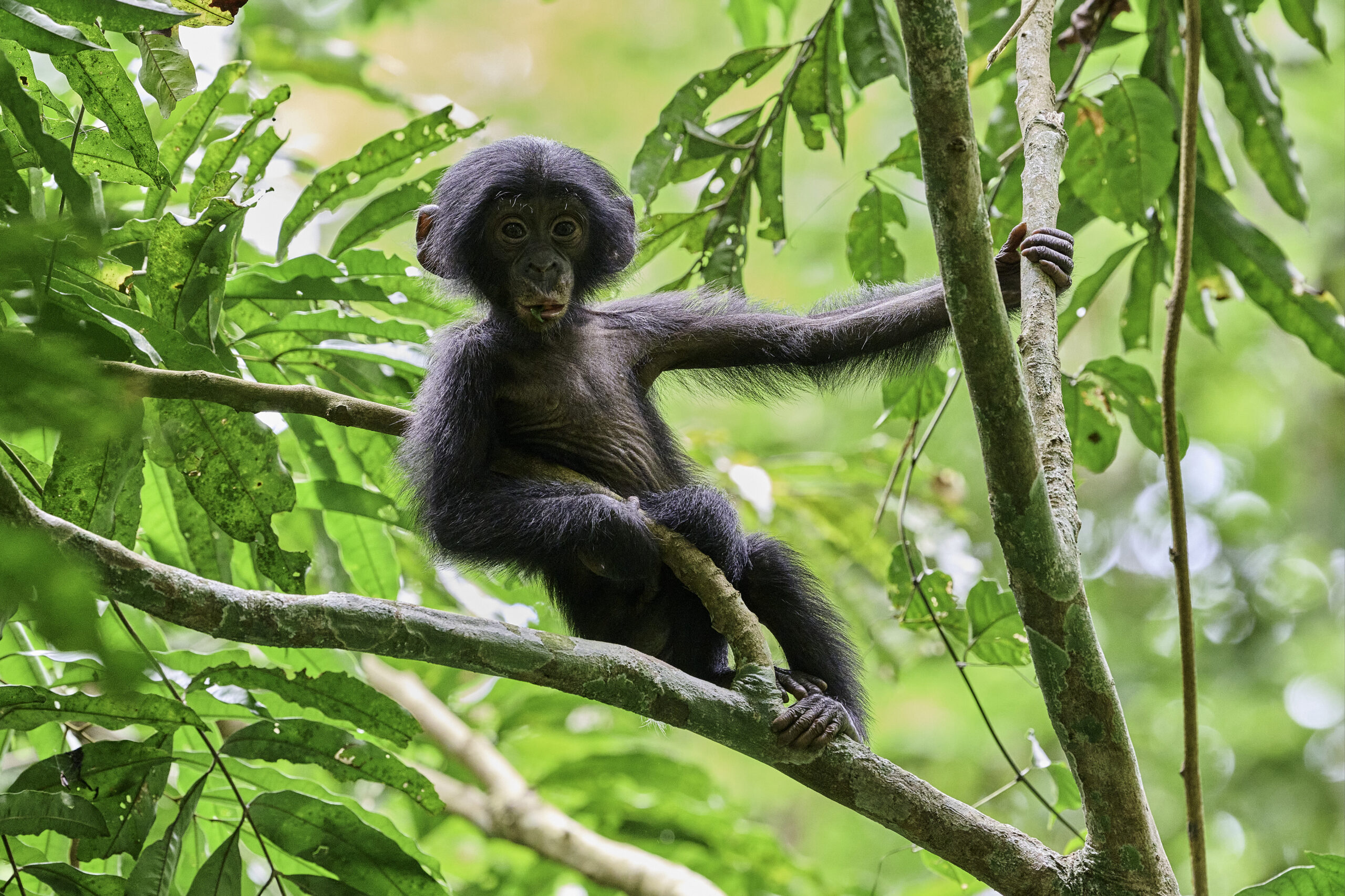 Les bonobos de Bolobo - Festival de l'oiseau et de la nature