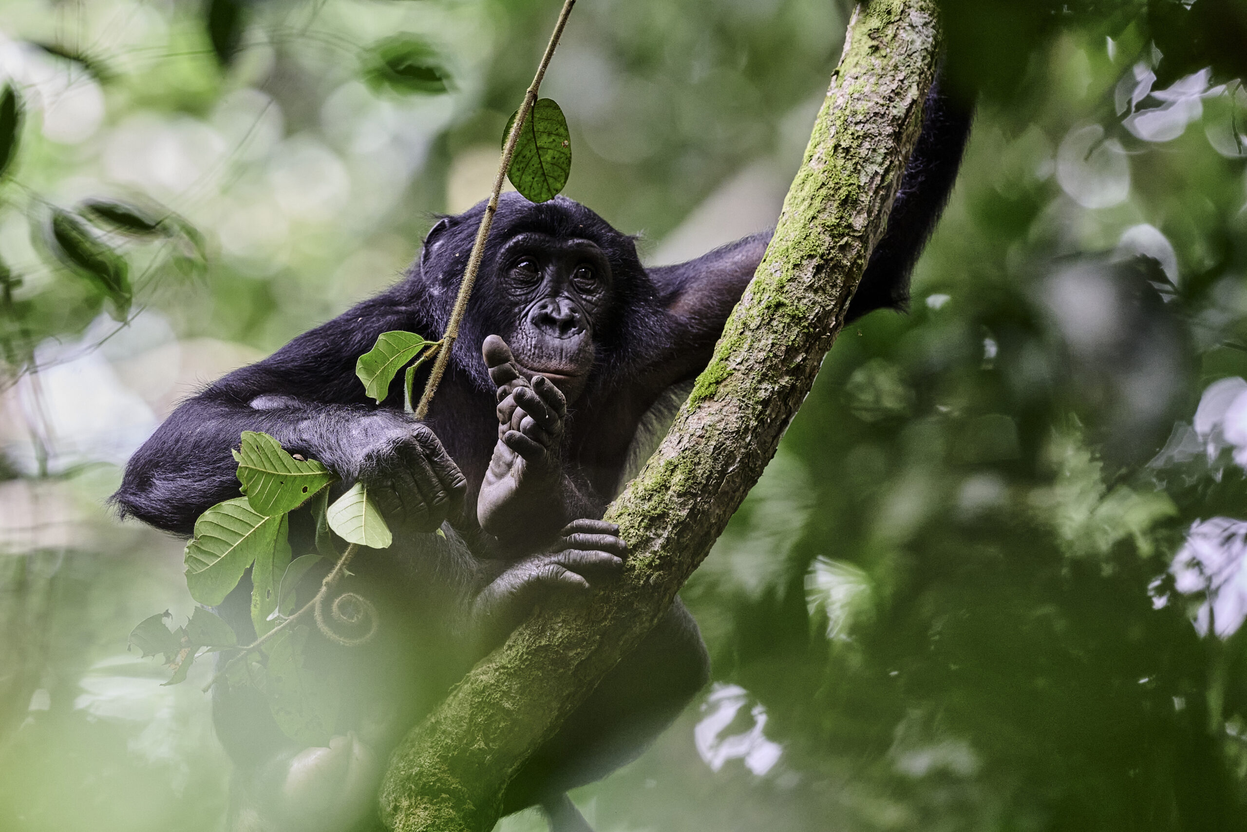 Les bonobos de Bolobo - Festival de l'oiseau et de la nature