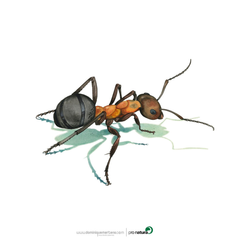 Agrandir l'image Regards sur la Nature - Illustrations Dominique Mertens (image 7)