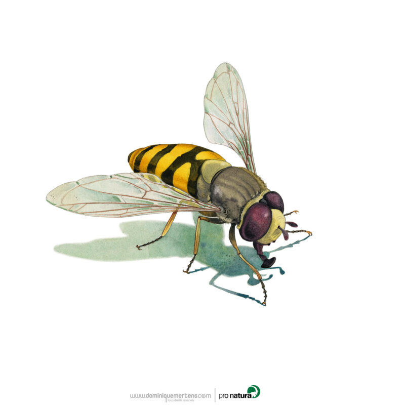 Agrandir l'image Regards sur la Nature - Illustrations Dominique Mertens (image 8)