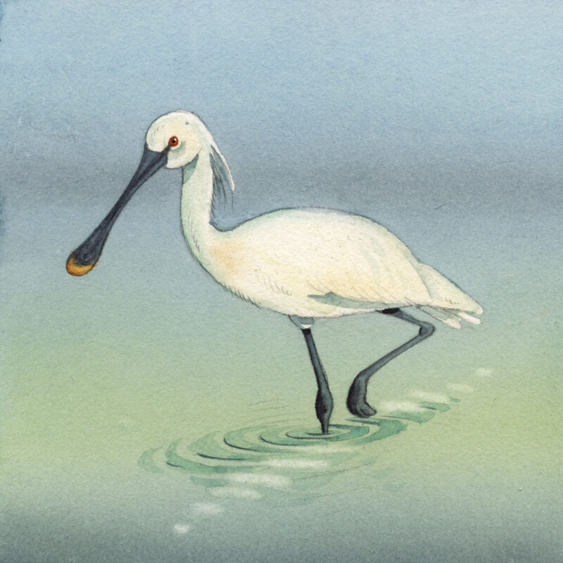 Agrandir l'image Regards sur la Nature - Illustrations Dominique Mertens (image 9)