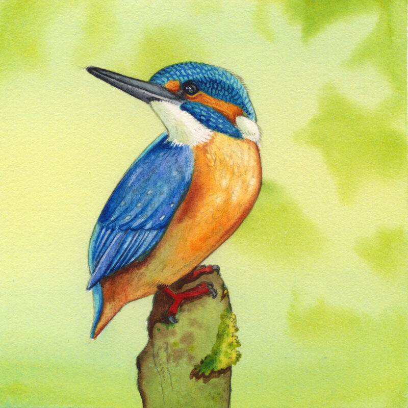 Agrandir l'image Regards sur la Nature - Illustrations Dominique Mertens (image 2)