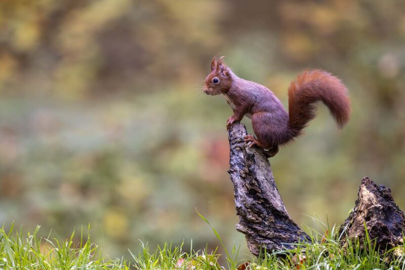 Agrandir l'image Deux jours au cœur de la faune sauvage de Picardie (image 5)