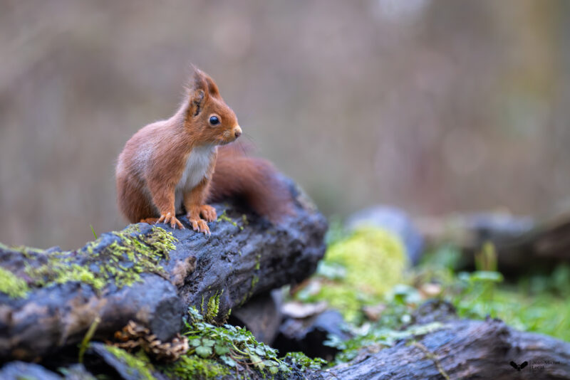 Agrandir l'image Deux jours au cœur de la faune sauvage de Picardie (image 2)