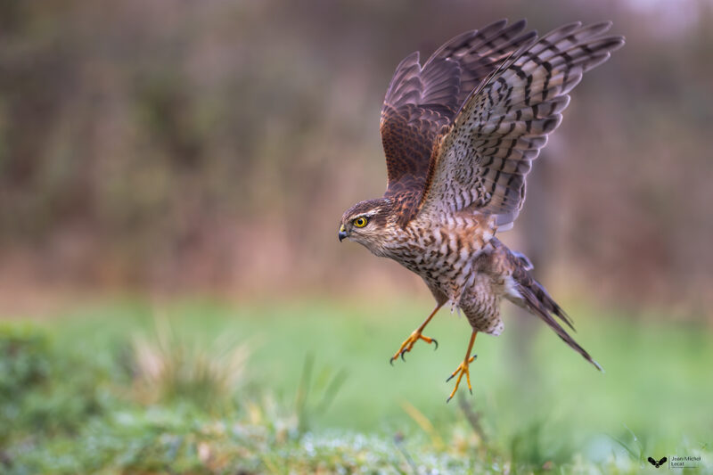 Agrandir l'image Deux jours au cœur de la faune sauvage de Picardie (image 6)