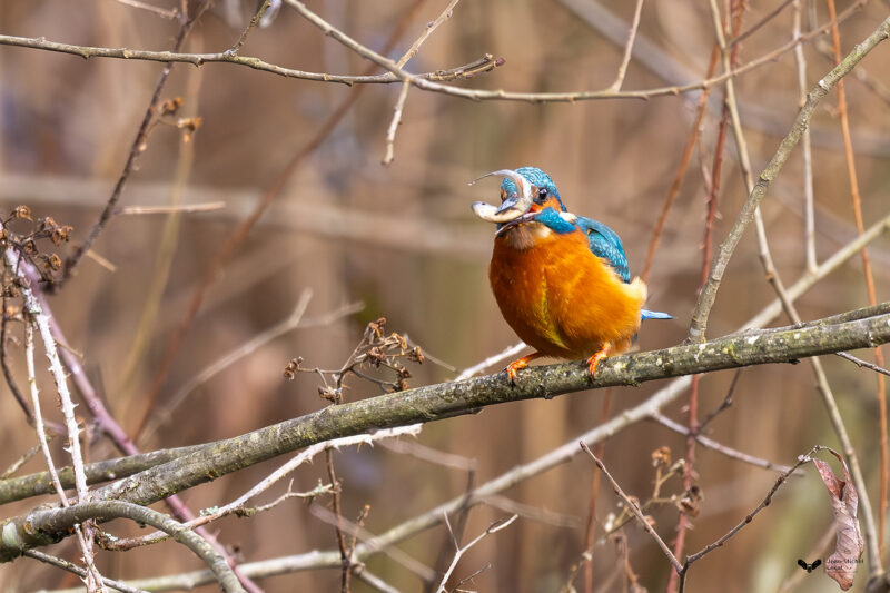 Agrandir l'image Deux jours au cœur de la faune sauvage de Picardie (image 9)