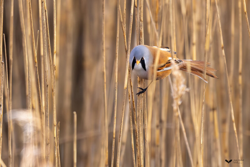 Agrandir l'image Deux jours au cœur de la faune sauvage de Picardie (image 8)