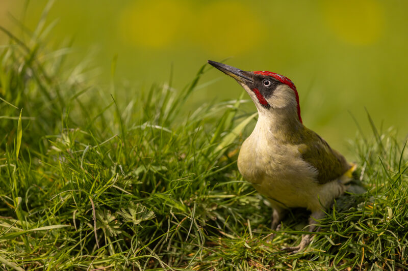 Agrandir l'image Deux jours au cœur de la faune sauvage de Picardie (image 3)